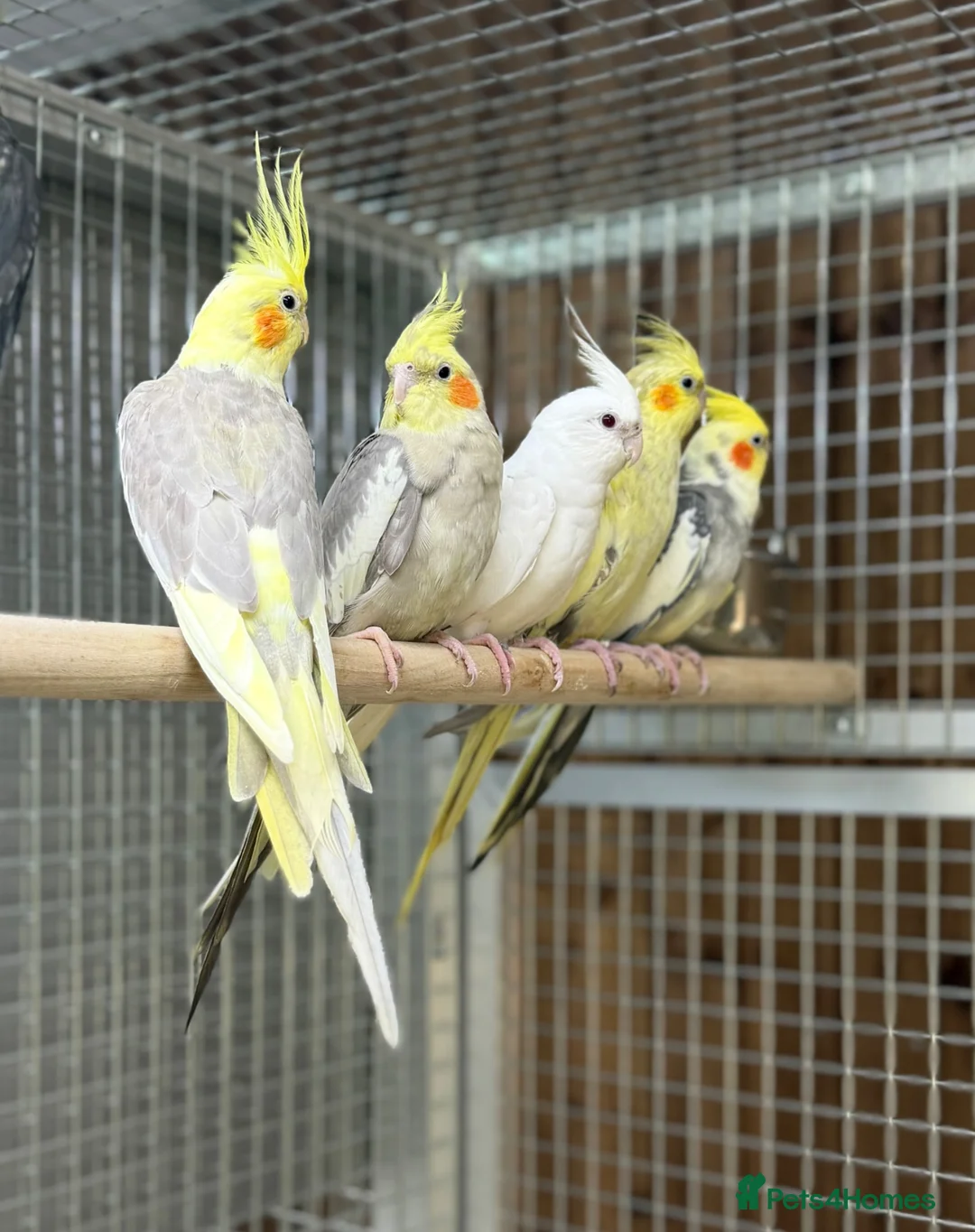 Cockatiels birds for sale: Baby cocktails  - Advert 1
