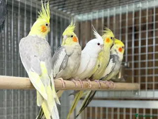 Cockatiels birds for sale: Baby cocktails - Advert 1