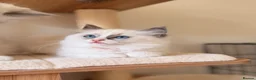 Ragdoll cats for sale: Fluffy Ragdoll Kittens🐾 in Peterborough - Advert 25
