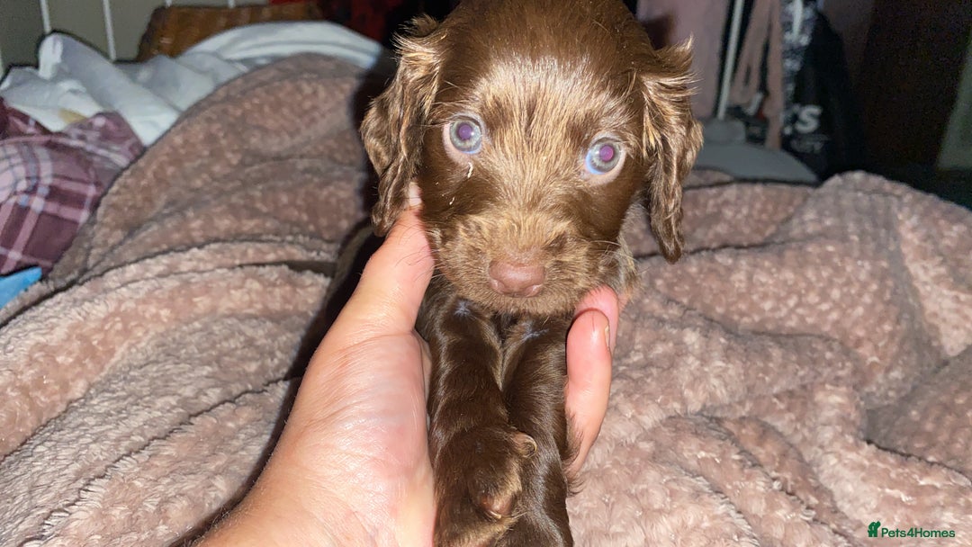 English Springer Spaniel dogs for sale: Girl springer spaniel  - Advert 4