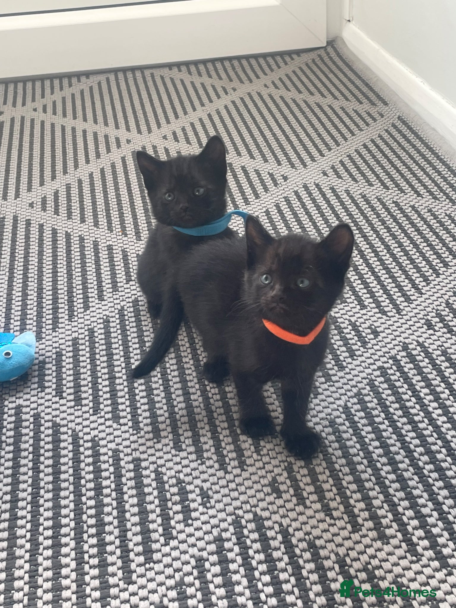 Mixed Breed cats 2 males ready now - Advert 5