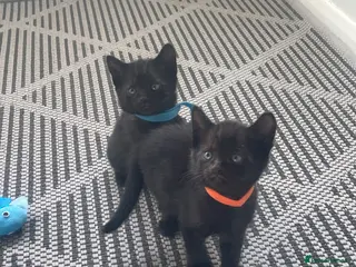 Mixed Breed cats 2 males ready now - Advert 5