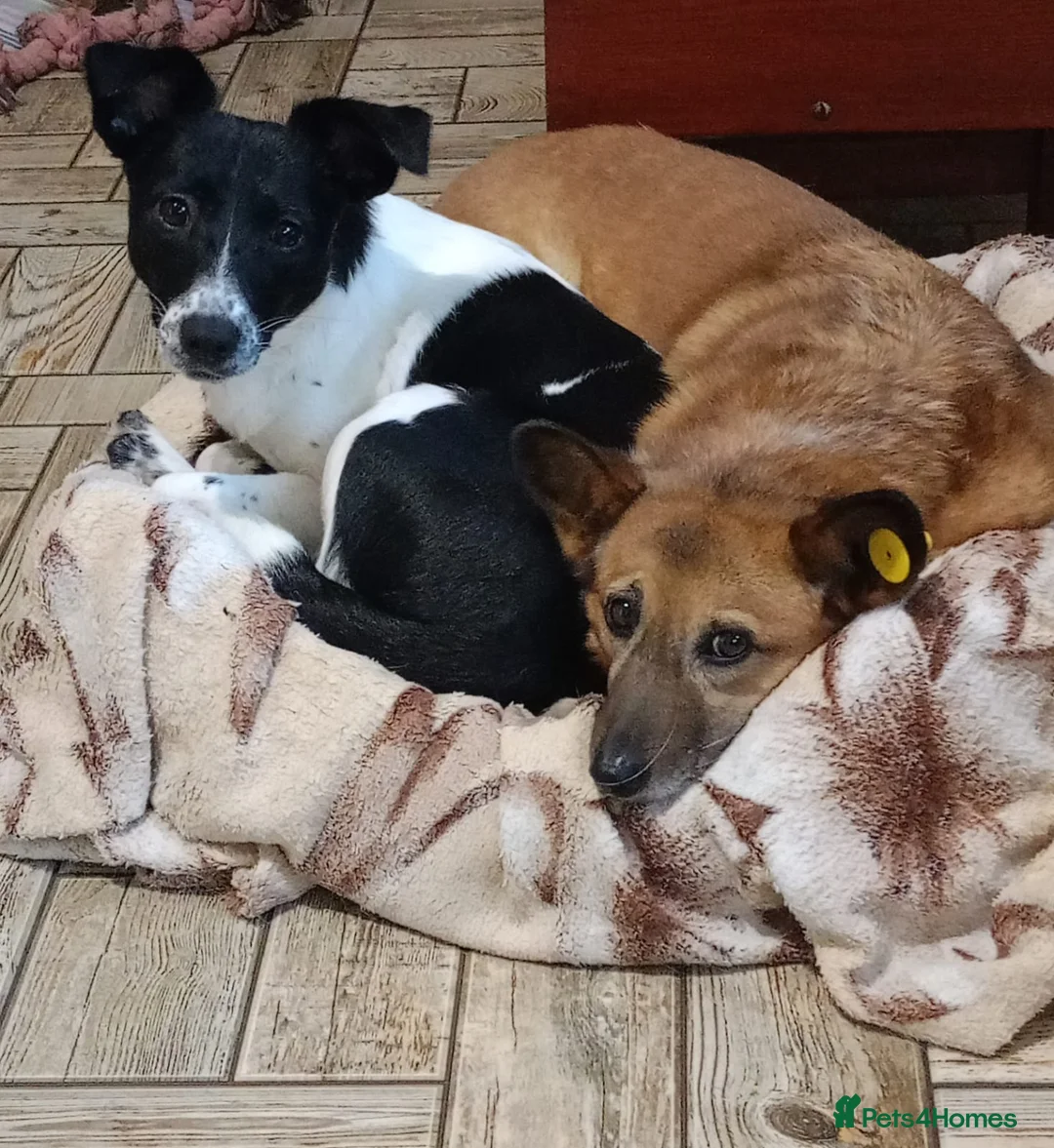 Mixed Breed dogs for adoption: ❤️MATILDA❤️ 10 months, low medium below the knee) - Advert 10