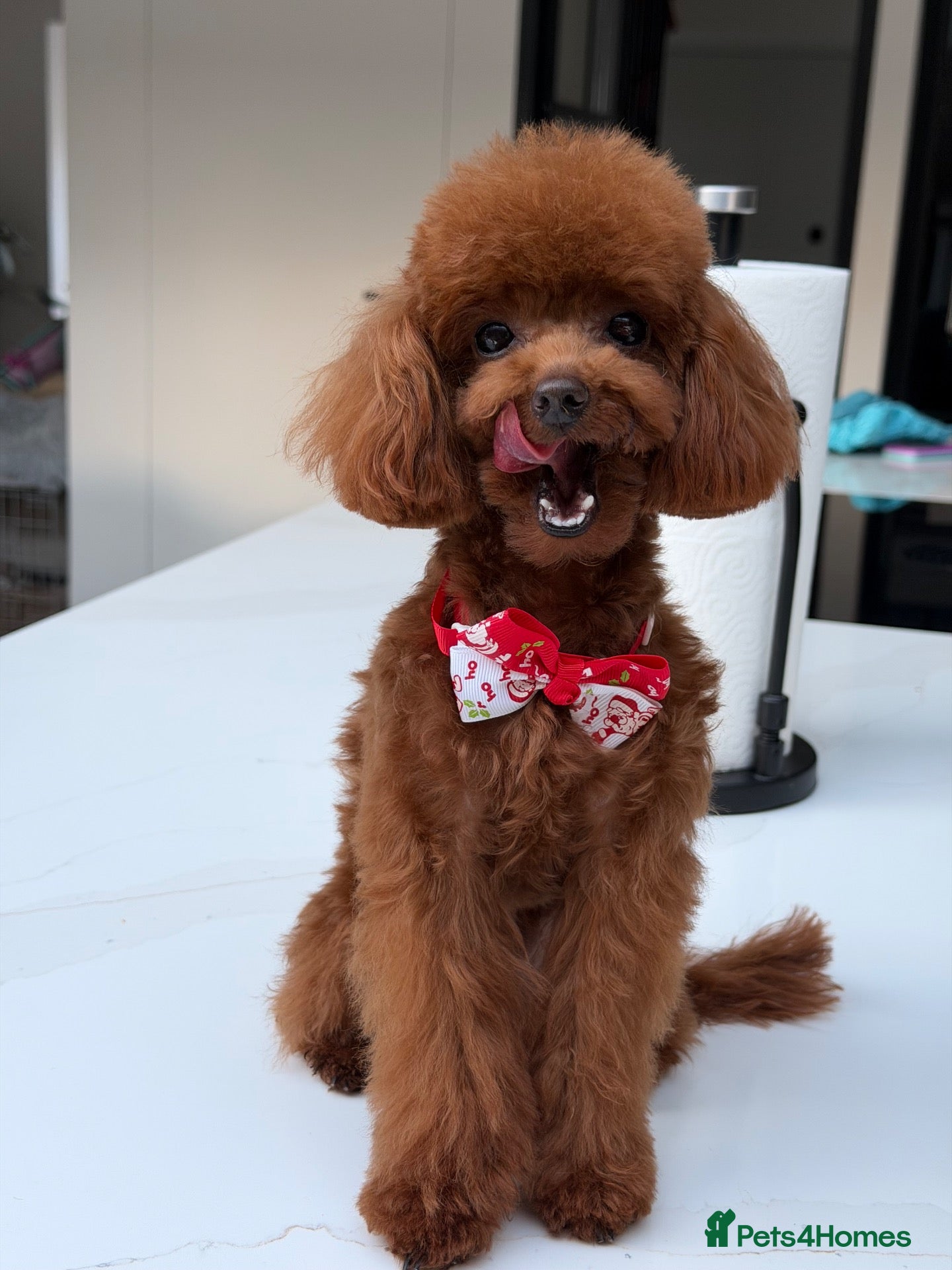 Toy Poodle dogs Enzo Toy poodle  - Advert 1