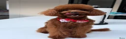 Toy Poodle dogs for stud: Enzo Toy poodle  in Milton Keynes - Advert 1