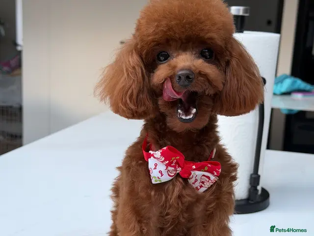 Toy Poodle dogs Enzo Toy poodle - Advert 1