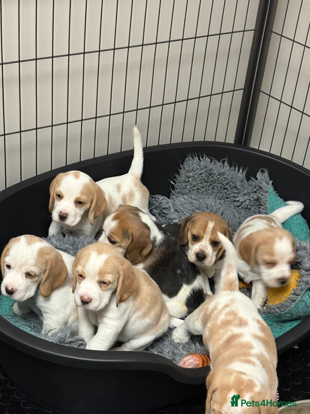 Beagle dogs for sale: 2x Female Beagle Puppies available - Advert 1