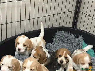 Beagle dogs 2x Female Beagle Puppies available - Advert 2
