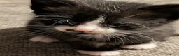 Mixed Breed cats for sale: Four stunning kittens - Advert 9