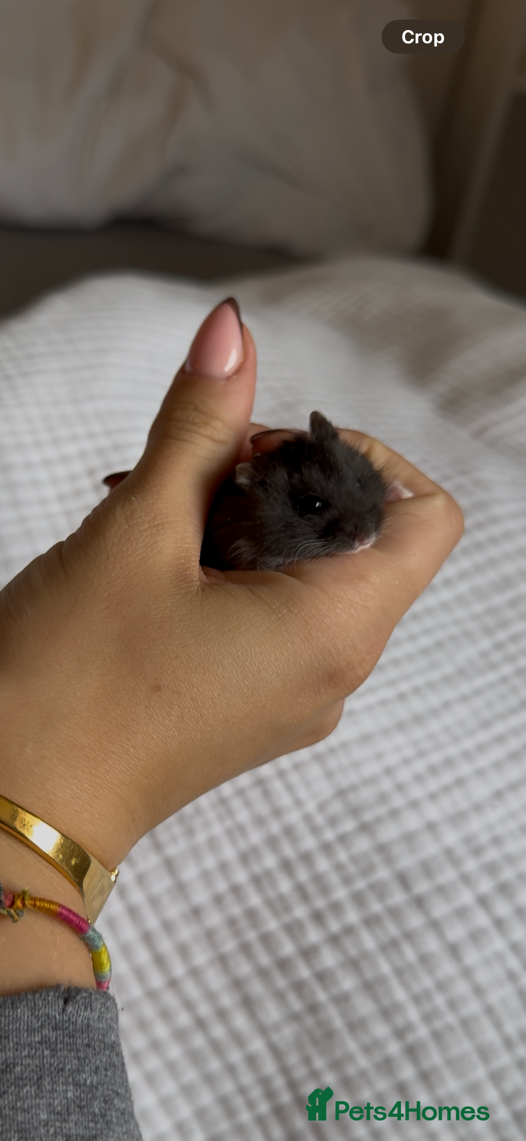Hamster rodents for sale: Winter White Mix Litter - Image 3