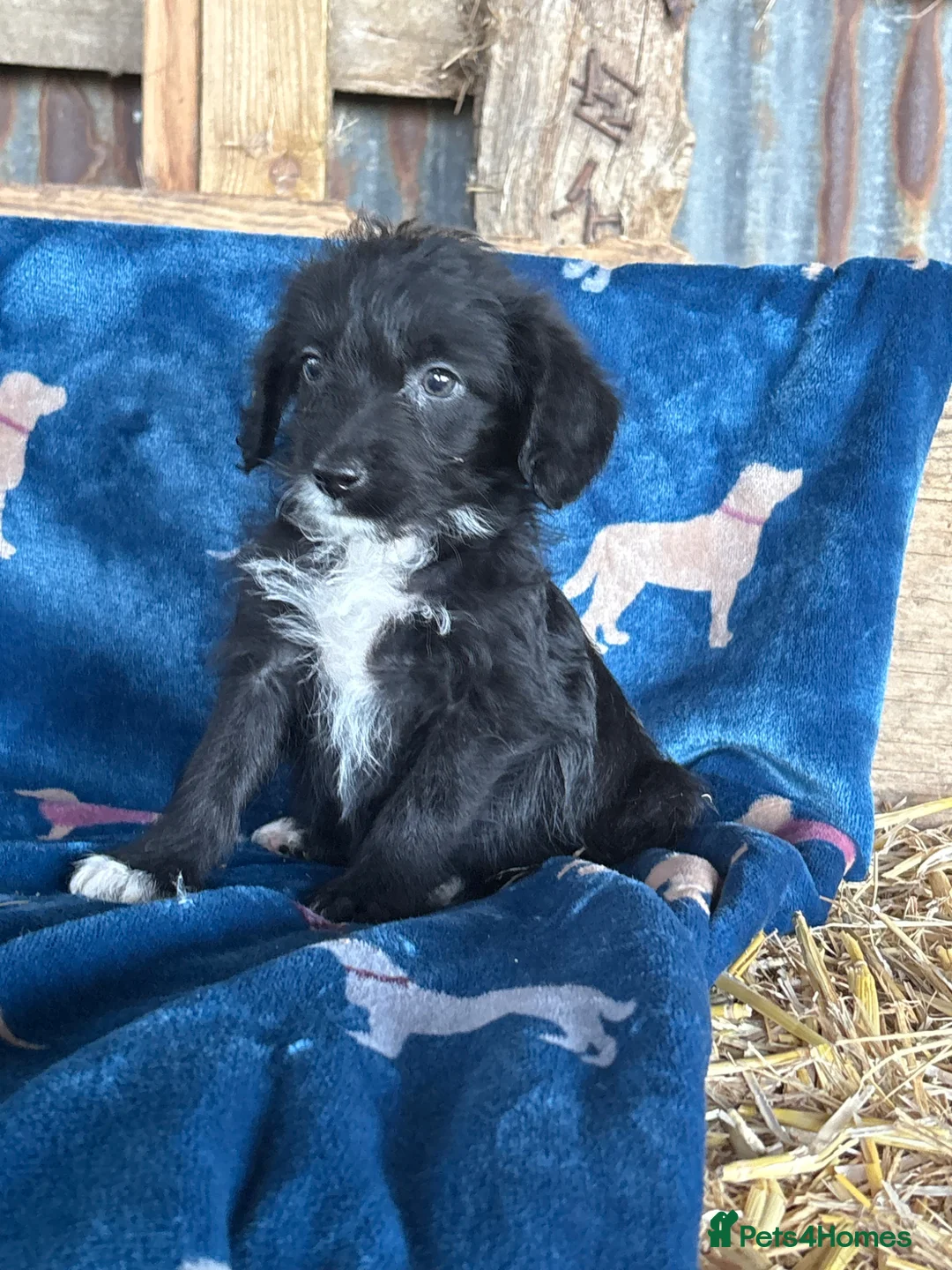 Bordoodle dogs for sale: Bordoodle puppies - Advert 1