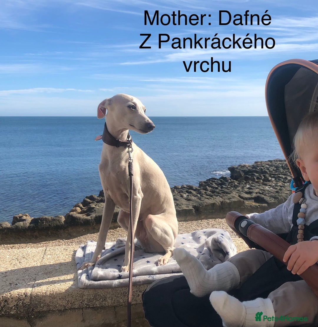 Italian Greyhound dogs for sale: Italian greyhound puppies KC reg European Lineage in Leeds - Image 16
