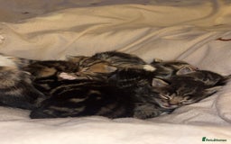 Mixed Breed cats for sale: *ONE LEFT* Beautiful long hair kittens - Advert 2