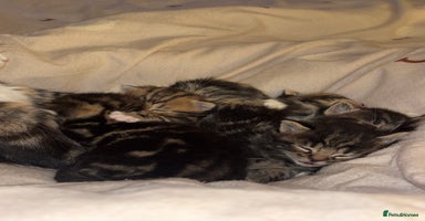 Mixed Breed cats - Advert 1