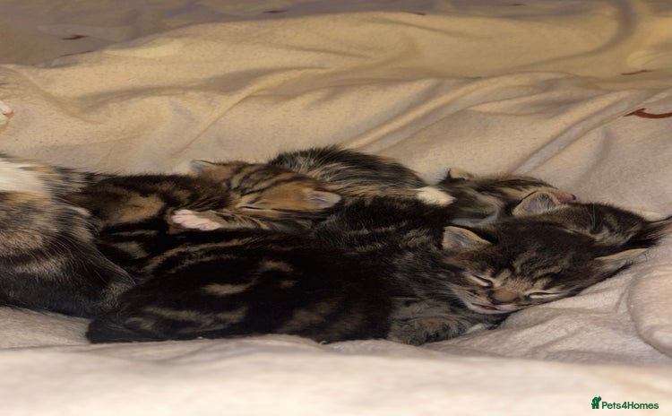 Mixed Breed cats - Advert 14