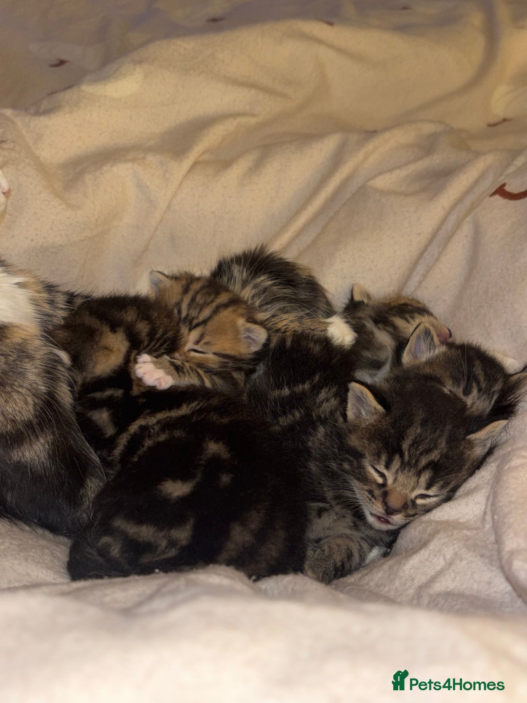 Mixed Breed cats for sale: *ONE LEFT* Beautiful long hair kittens - Advert 2
