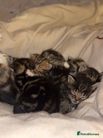 Mixed Breed cats - Advert 2