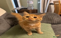 Mixed Breed cats for sale: Female 5 month old ginger kitten name Tiffany  - Image 4