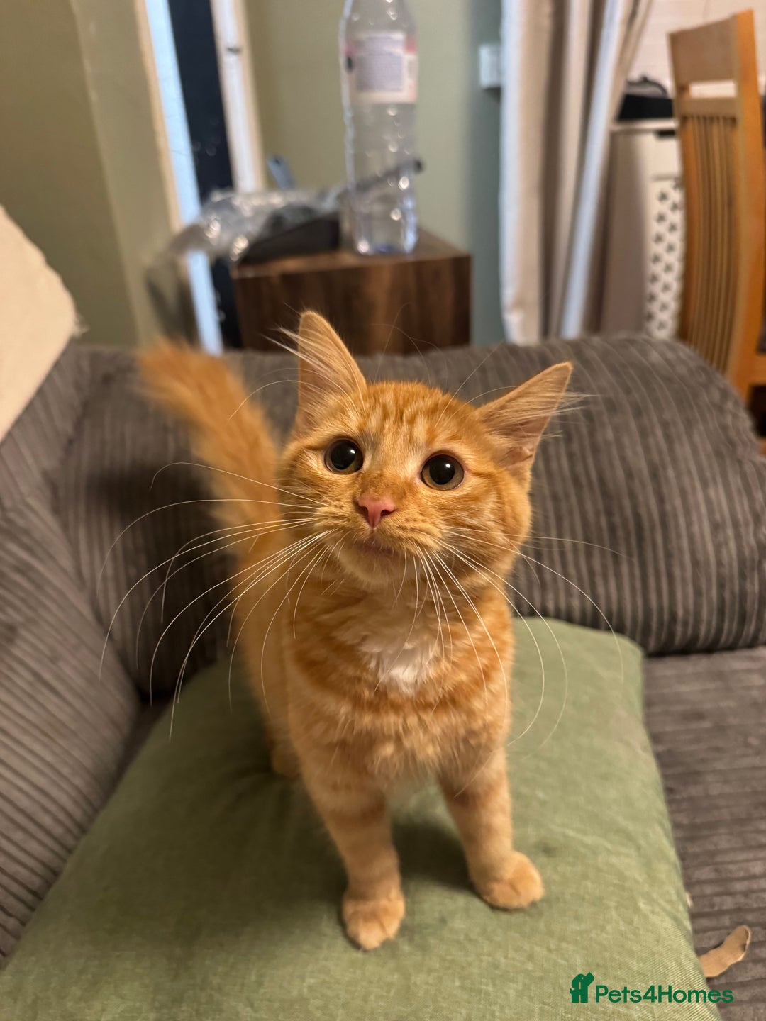 Mixed Breed cats for sale: Female 5 month old ginger kitten name Tiffany  - Image 4
