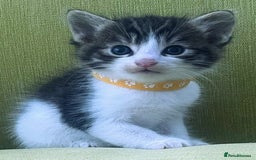 Mixed Breed cats for sale: CLEMMIE’S CUTIES  - Image 11