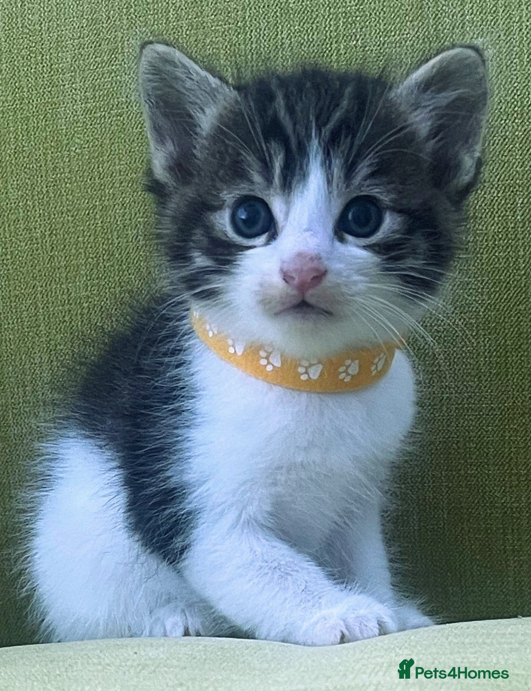 Mixed Breed cats for sale: CLEMMIE’S CUTIES  - Image 11