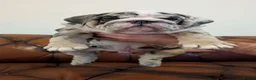 English Bulldog dogs for sale: English Bulldogs pups Blue Merle & Lilac Tan in Doncaster - Advert 6