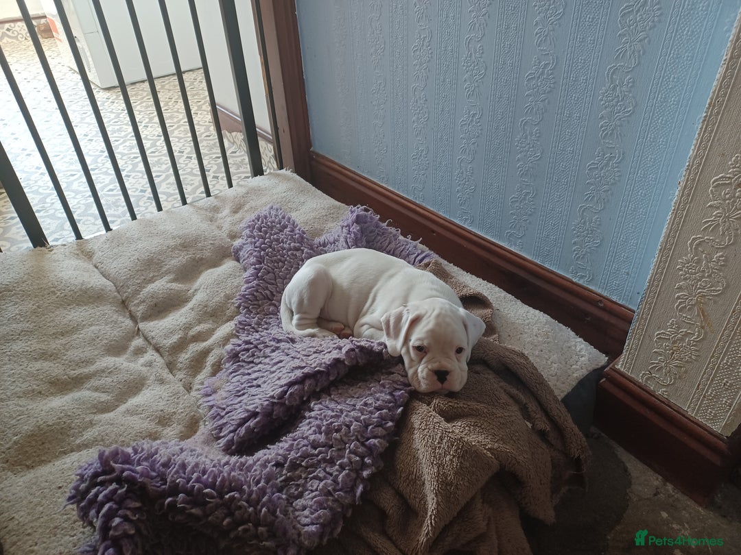 Boxer dogs for sale: Top Quality Boxer Puppies - Image 10