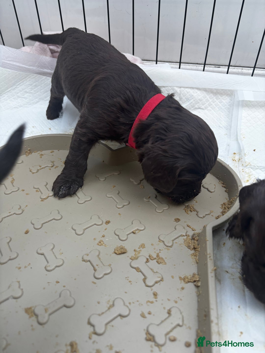 Cockapoo dogs for sale: Cockapoos - Advert 14