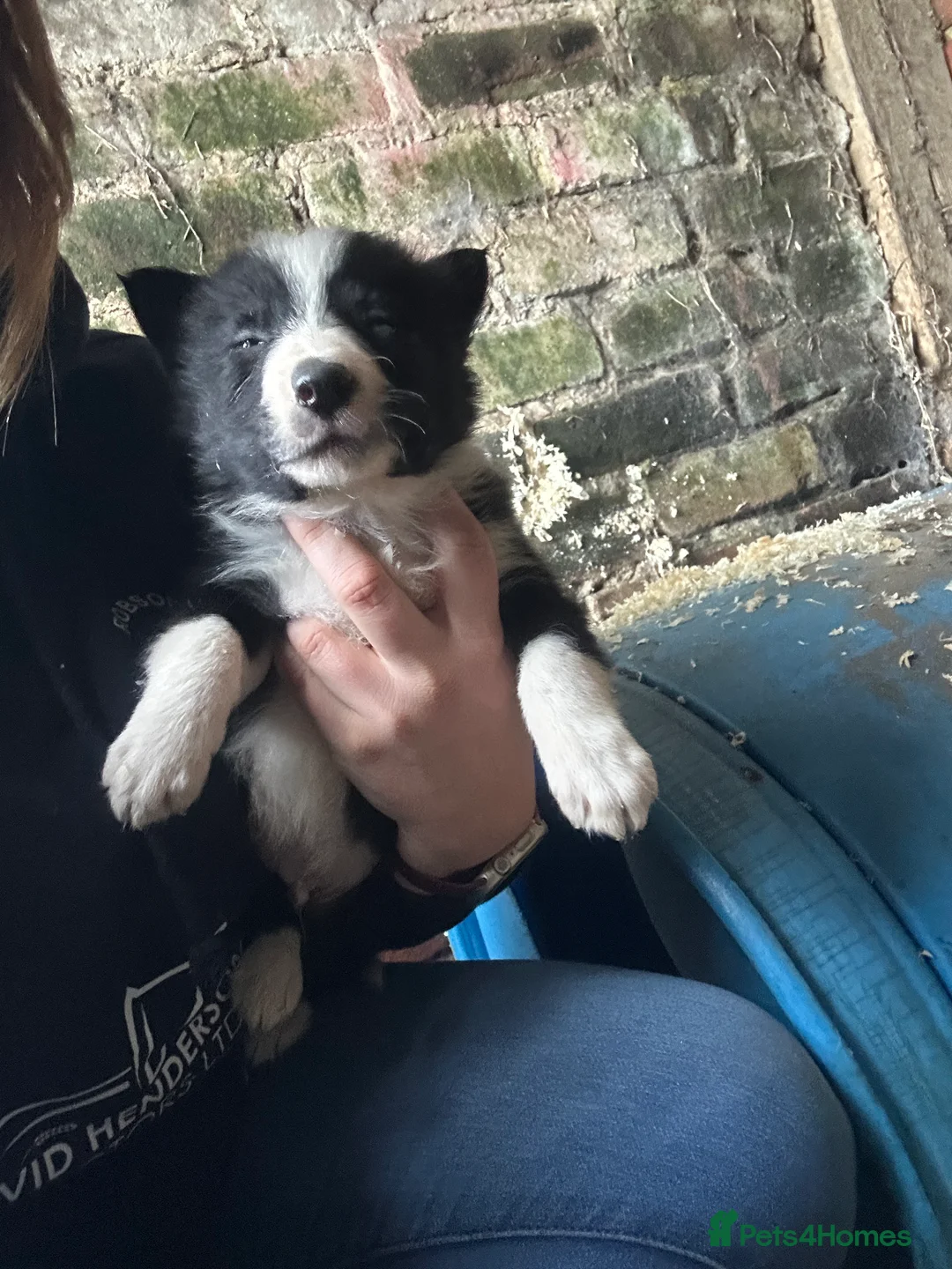 Border Collie dogs for sale: Working border collie pups - Advert 5