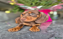 Dachshund dogs for sale: READY TO LEAVE Miniature dachshund puppies PRA CLR - Image 28