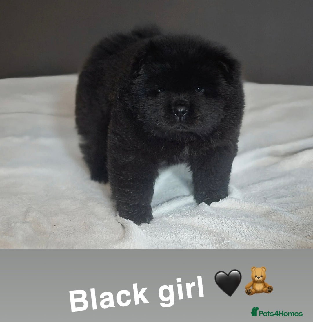 Chow Chow dogs for sale: Stunning chow chow puppies 🐻 - Advert 4