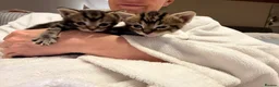 Mixed Breed cats for sale: 4 Gorgeous kittens for sale in Bacup - Advert 9