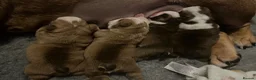 English Bulldog dogs for sale: English bulldogs  in Dover - Advert 2
