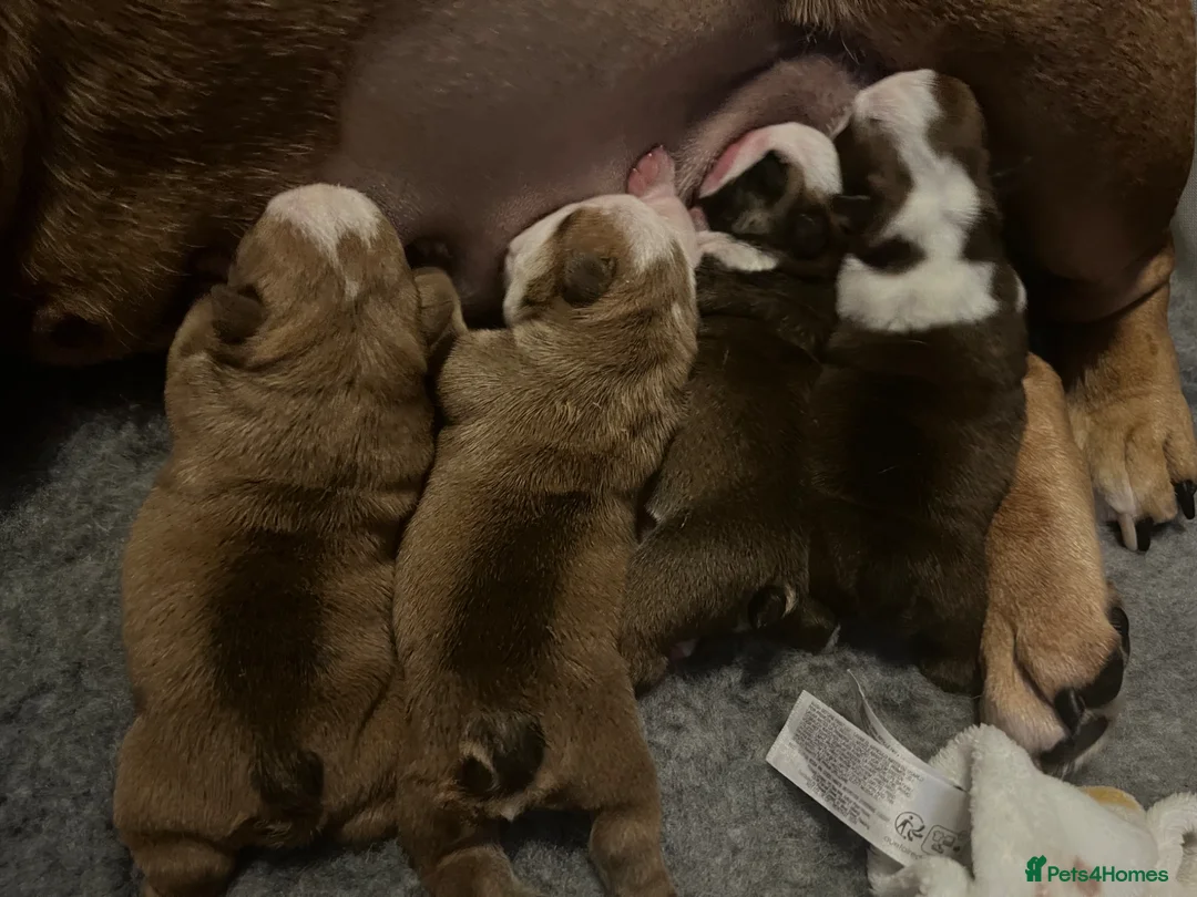 English Bulldog dogs for sale: English bulldogs  in Dover - Advert 2