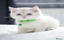 British Shorthair cats for sale: British shorthair kittens Champion parents  - Image 12