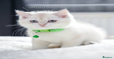 British Shorthair cats - Advert 12