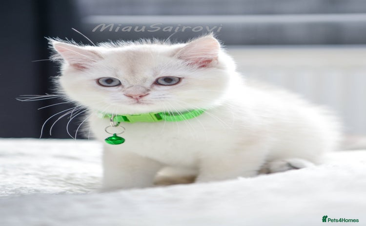 British Shorthair cats - Advert 16