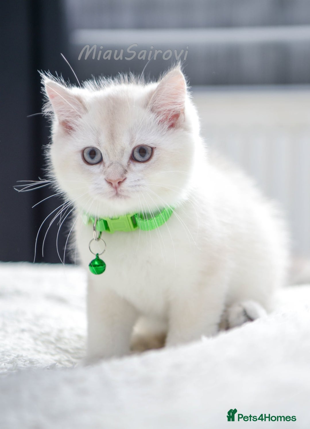 British Shorthair cats for sale: British shorthair kittens Champion parents  - Image 12