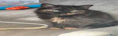 Tortoiseshell Domestic Shorthair Kitten 4