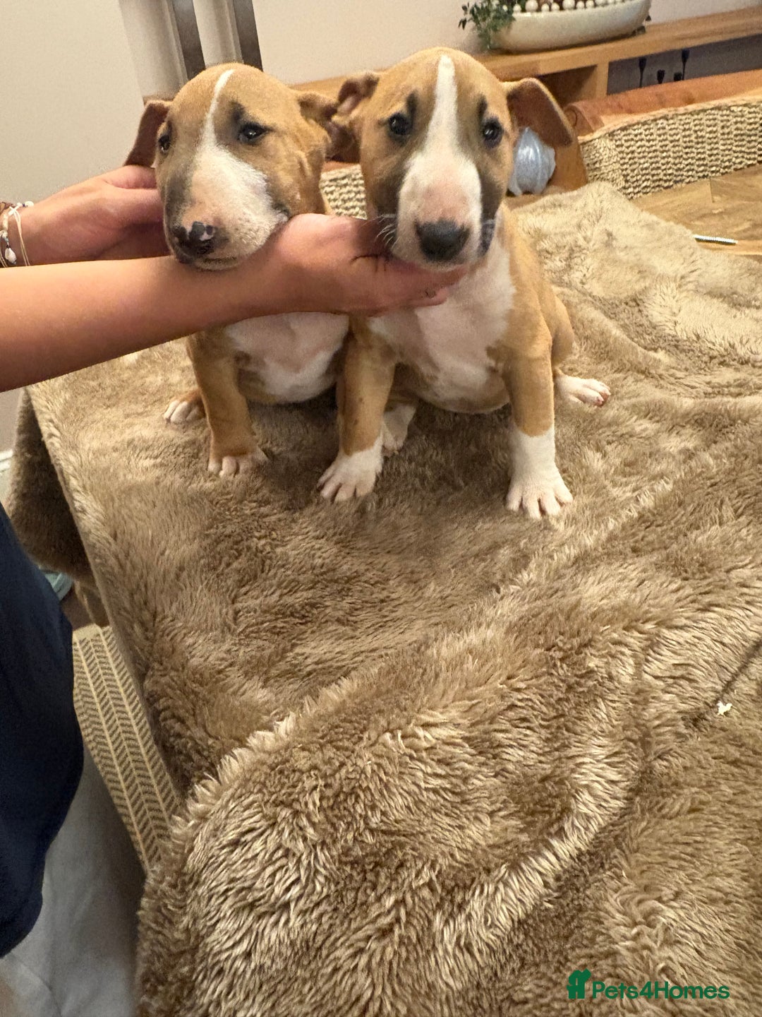 English Bull Terrier dogs for sale: Mr Chris Robinson  - Image 6