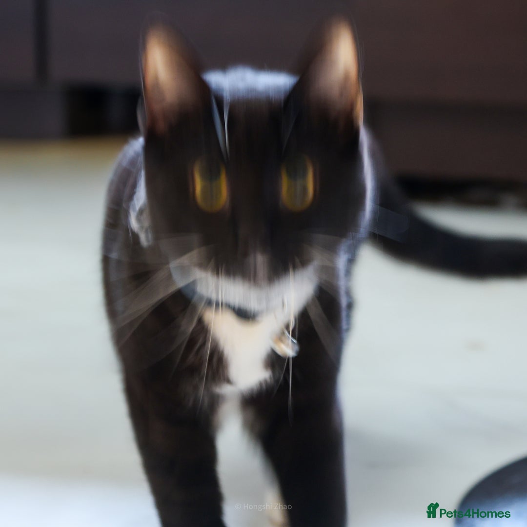 Domestic Shorthair cats for sale: Gentle Boy Cat Seeking Forever Family - Image 9