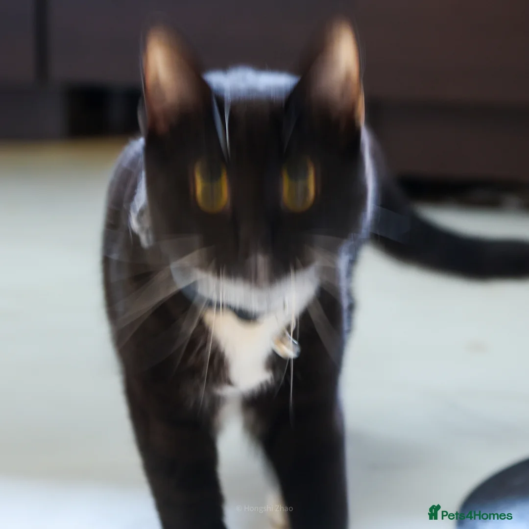 Domestic Shorthair cats for sale: Gentle Boy Cat Seeking Family - Advert 9