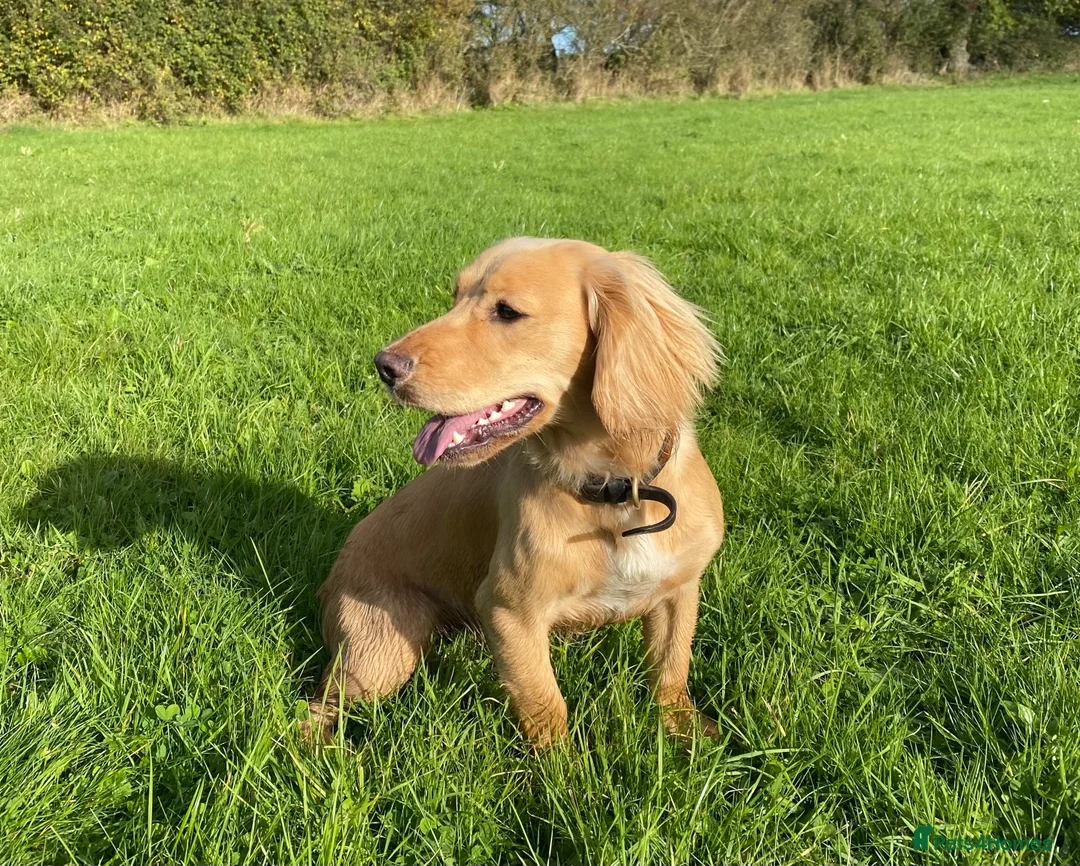 Cocker Spaniel dogs for sale: Stunning LEMON KC Reg Working Cocker Spaniel pups - Advert 2