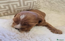 Cavapoochon dogs for sale: Cavapoochon puppies DNA/PRA/KC Health Clear 🤍 - Image 5