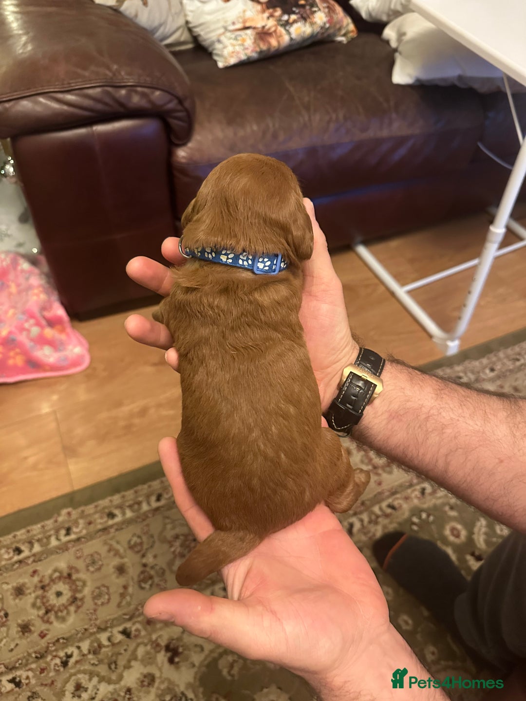 Labradoodle dogs for sale: Miniature F1 Labradoodles  - Advert 39