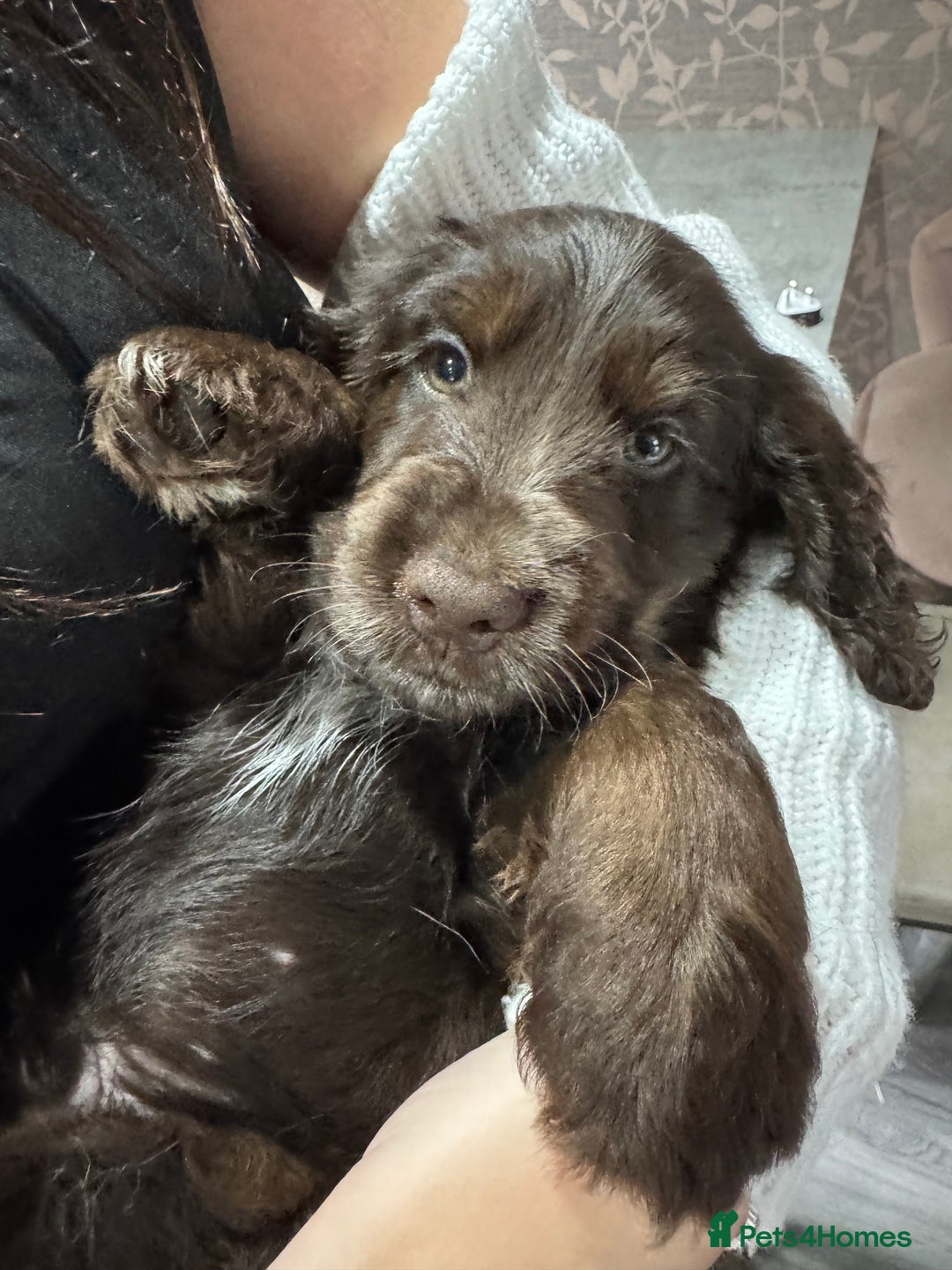 Cocker Spaniel dogs for sale: READY NOW Kcreg show cocker spaniels health tested in Brighouse - Image 8