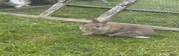 Mini Lop rabbits for sale: Mini lop for sale - Advert 7