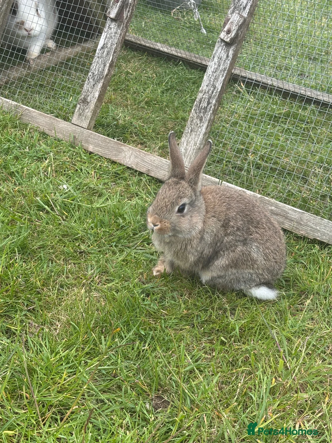 Mini Lop rabbits for sale: Mini lop for sale - Advert 7