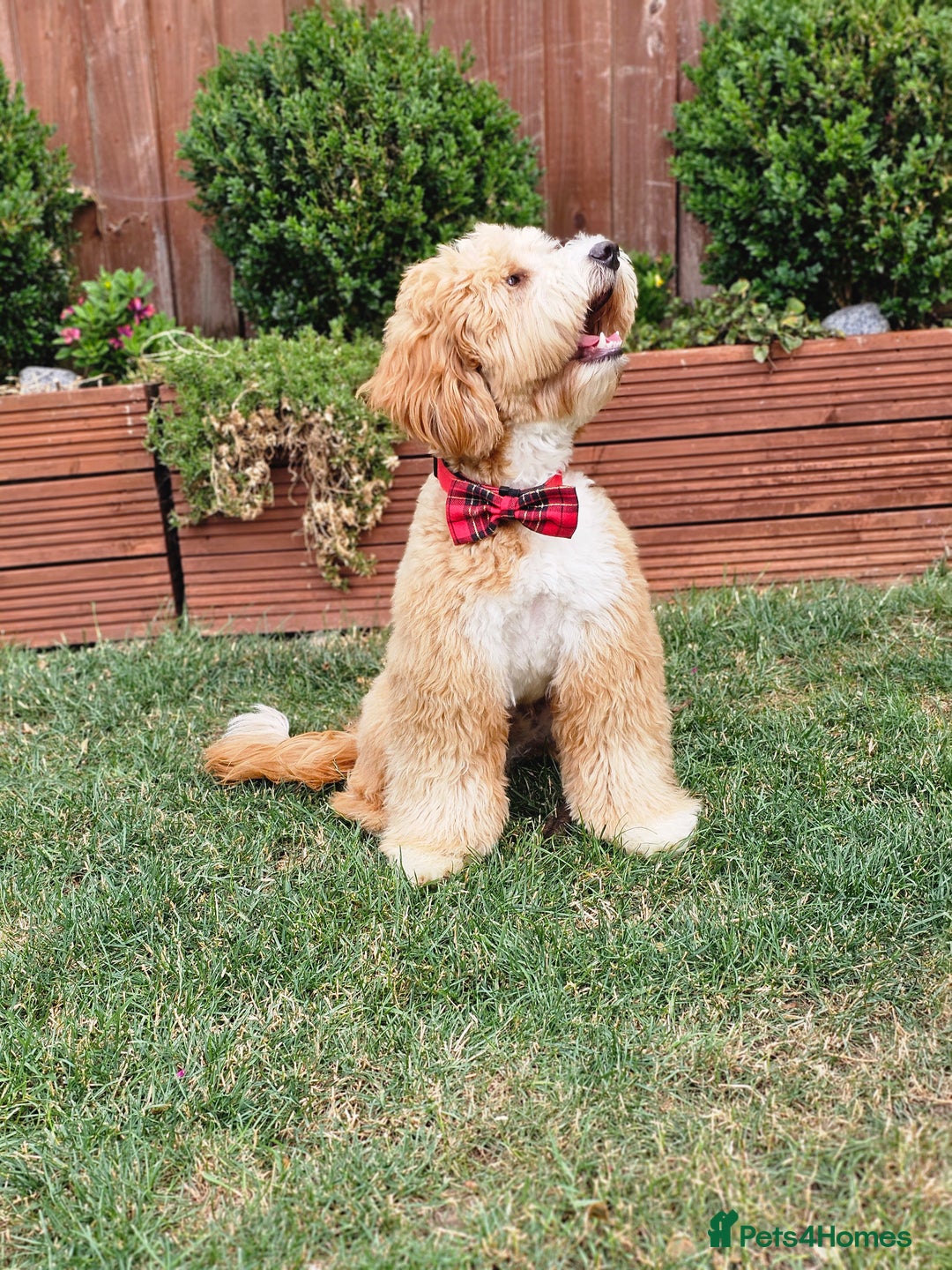 Labradoodle dogs for stud: STUNNING AUSTRALIAN LABRADOODLES HIP 0/0 ELBOW 0/0 - Advert 3