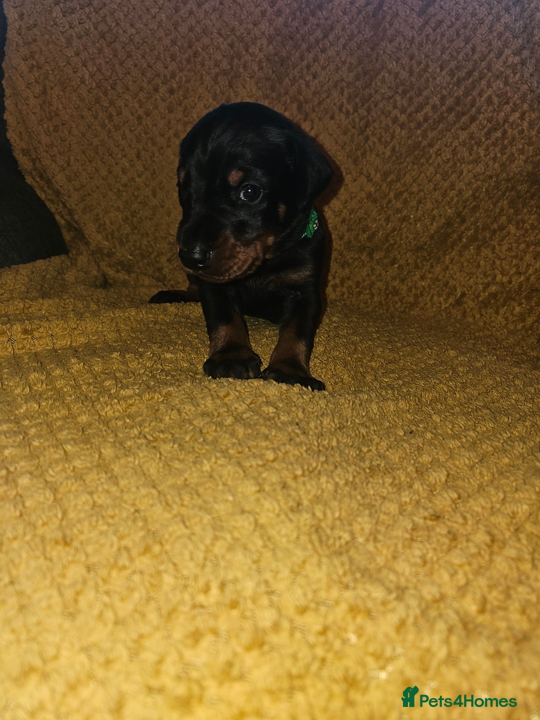 Dobermann dogs for sale: ☆☆DOBERMAN PUPPIES FOR SALE ☆☆ - Advert 21